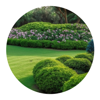 commercial-lawn-maintenance-services Freshly manicured green lawn with shaped bushes and flowering hedges.