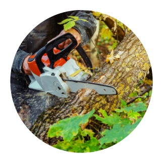 tree-trimming-removal-services Arborist using chainsaw to cut tree branches during removal process.
